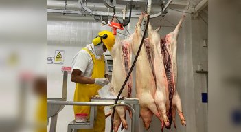 Se busca darle un impulso al sector porcicultor de Norte de Santander, con el fin de que creza la producción./ Foto Cortesía 