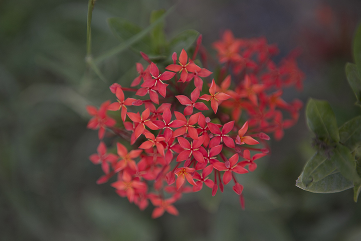 Ixora roja.