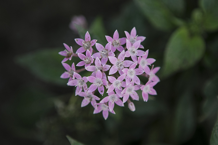 La ixora es considerada la flor insignia de Norte de Santander.