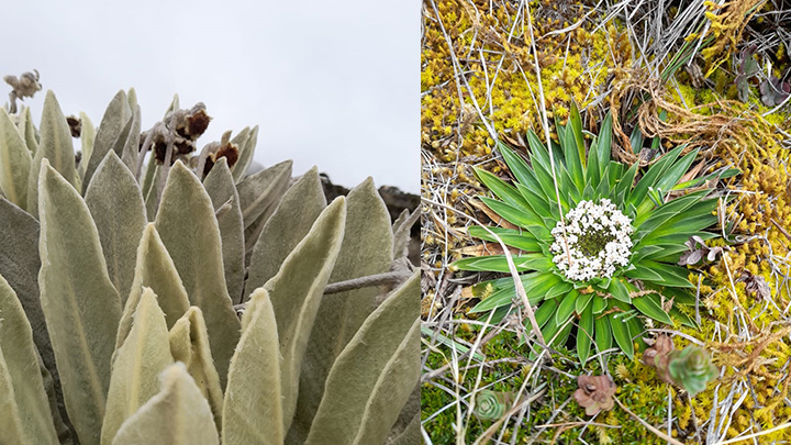 Se busca proteger los recursos naturales de esta zona del departamento.