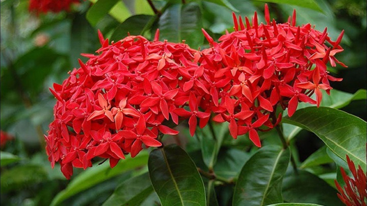 La planta ixora será la más representativa. / Foto: Cortesía / La Opinión