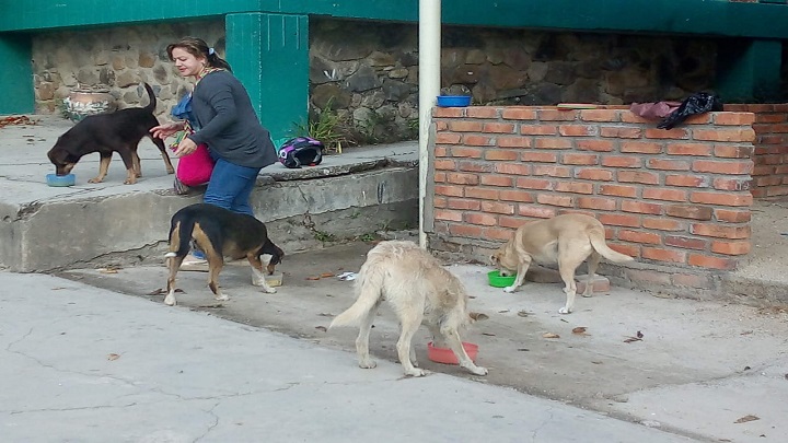 como alejar a los perros callejeros de mi perro