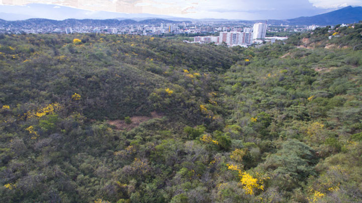 Una vez al año, el amarillo hermoso que se funde con el cielo por los cañaguates florecidos atrapan la vista de cualquier caminante.