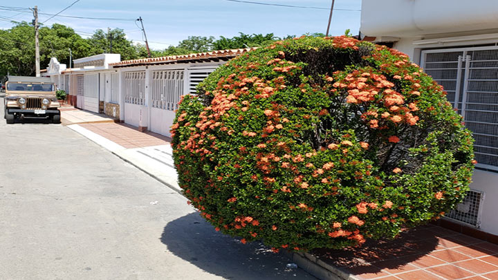 Son los jardines que adornan el ambiente y dan un aire de particular belleza. 