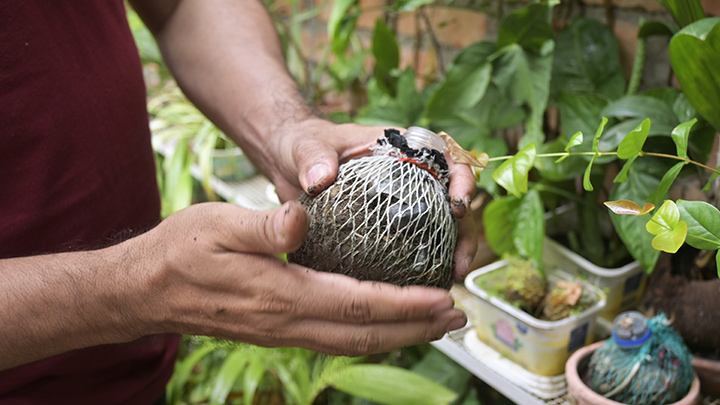 Con mallas y picos de botellas plásticas hace kokedamas, una técnica japonesa de cultivo de plantas./Foto: Jorge Gutiérrez - La Opinión