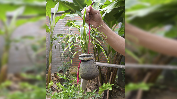 El docente está instalando una sección de plantas colgantes en el patio de su casa./Foto: Jorge Gutiérrez - La Opinión