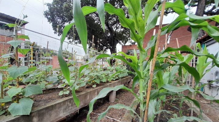 También tienen un cultivo de maíz. / Foto: La Opinión 