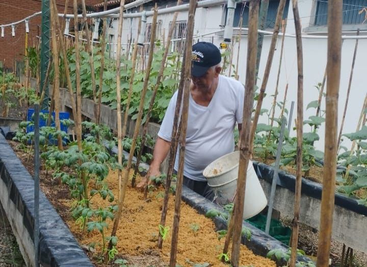 3 meses puede tardar una planta de pepinos en dar frutos. / Foto: Cortesía 