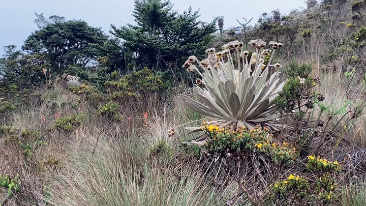 Frailejón con más de 50 años.