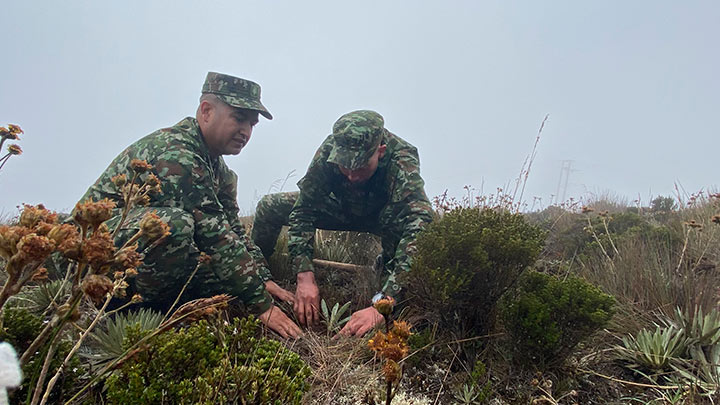 Soldados siembran frailejón en zona de páramo.