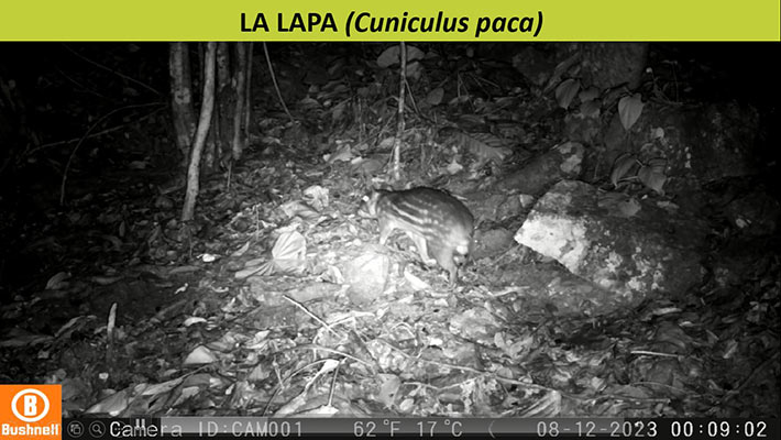 Especies captadas con las cámaras trampa.  Foto: Cortesía