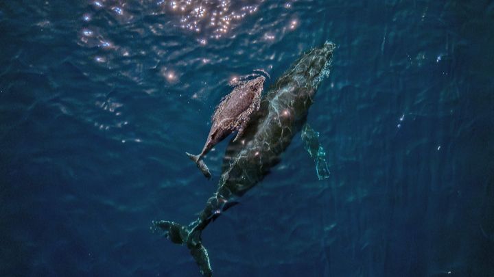 Brasil-Una madre ballena jorobada y su cría son vistas en la costa de Vitoria, estado de Espíritu Santo, el 22 de agosto.