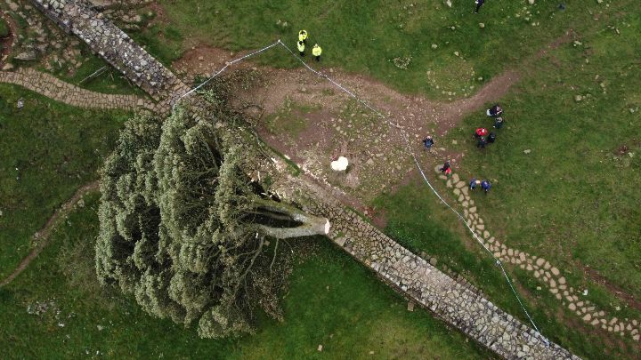 Reino Unido-Uno de los árboles más fotografiados de Inglaterra, el Sycamore Gap, fue “talado deliberadamente”, el 28 de septiembre. Un adolescente fue arrestado por el hecho.