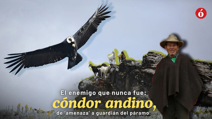 Cóndor de los Andes