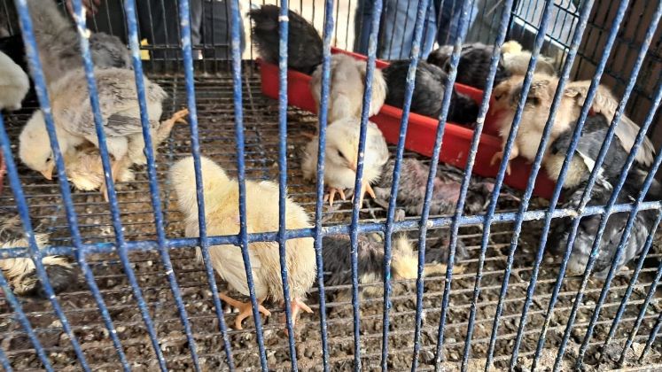 Aves en malas condiciones de higiene