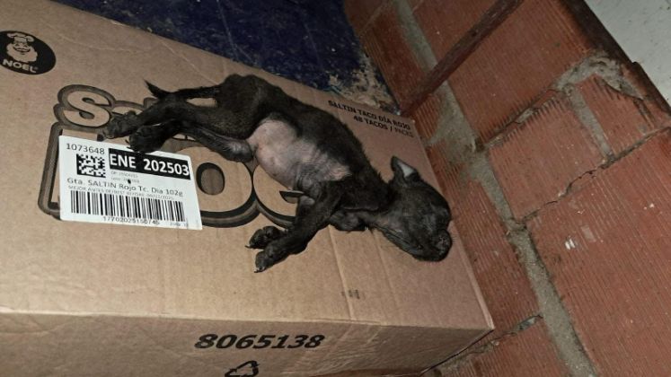 Perro encontrado en venta de animales