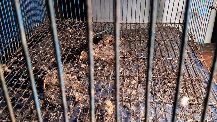 Se encontró a animales muertos.