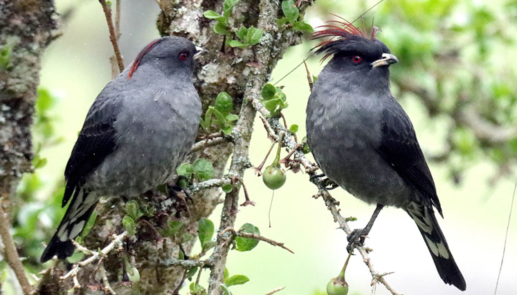 Cotinga de cresta roja (ampelion rubrocristatus).