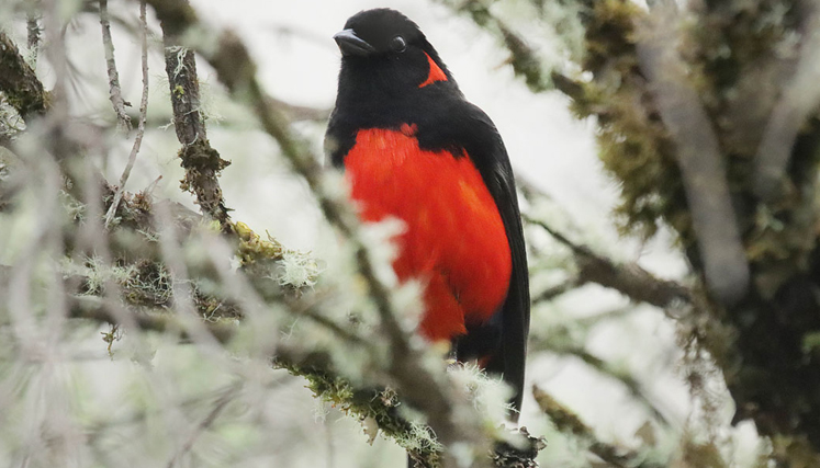 La tangara ventriescarlata (anisognathus igniventris). 