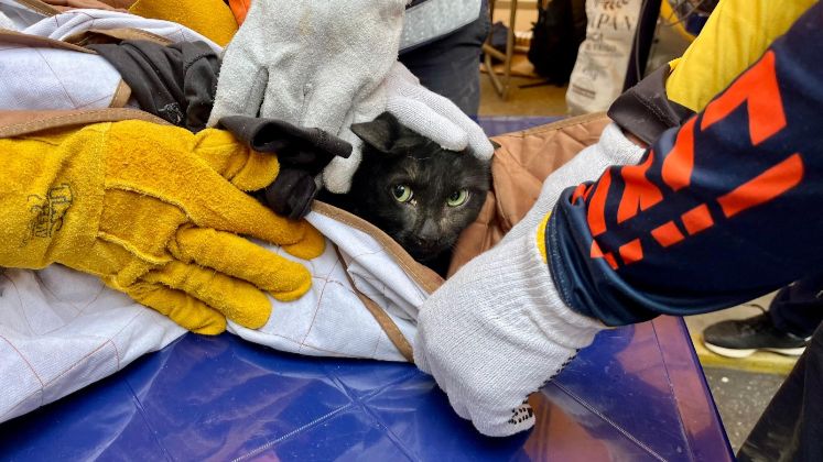 el estrés postraumático en mascotas se manifiesta de diversas formas, tales como nerviosismo y agresividad