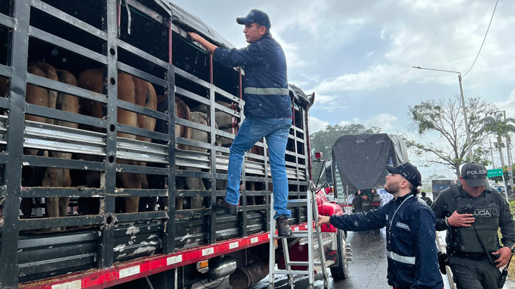 Los animales fueron puestos a disposición de las autoridades competentes.