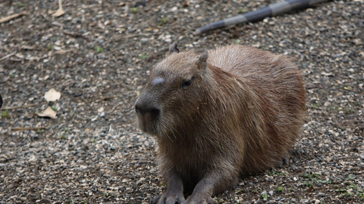 animales_Web_cali 