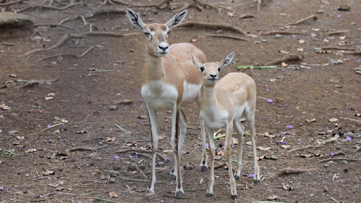 animales_Web 