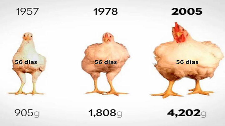Pollos
