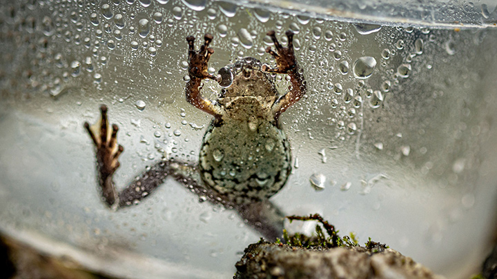 Ranas en Ecuador