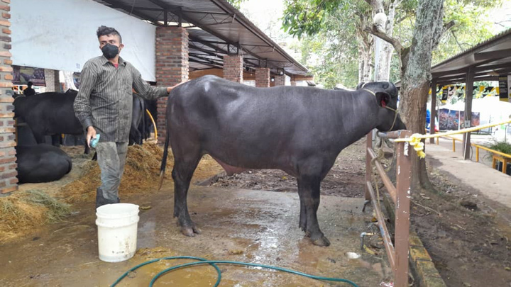 Búfalo