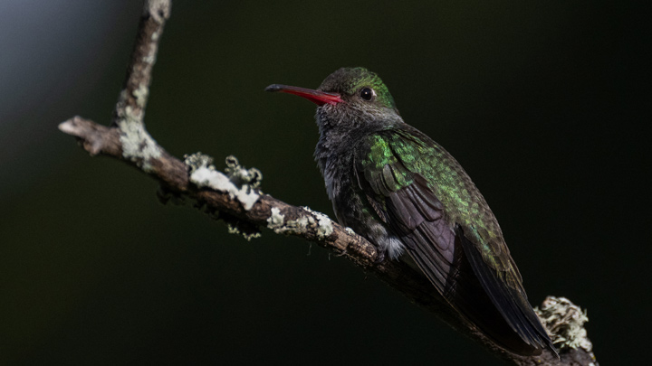 Caracas, el 'Eden' de los colibríes./AFP 
