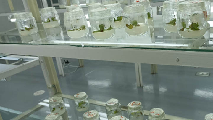 Investigan el crecimiento de las orquídeas. 