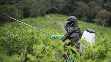 Erradicación de cultivos ilícitos por fumigación terrestre.