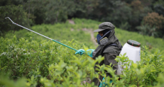 Erradicación de cultivos ilícitos por fumigación terrestre.