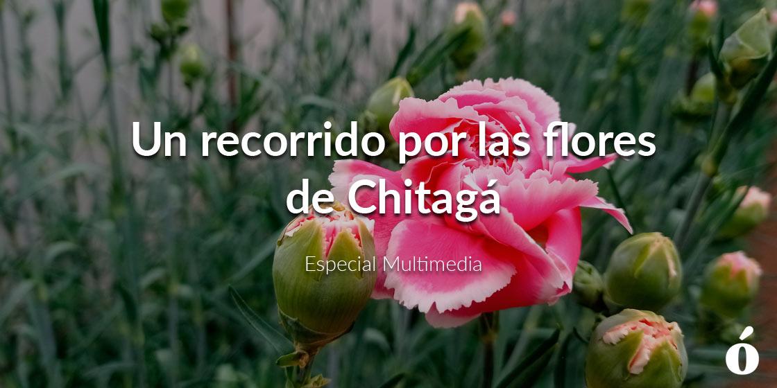 Las flores de Chitagá