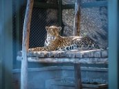 El jaguar (Panthera onca), catalogado como una especie emblemática de la biodiversidad en Colombia, enfrenta constantes amenazas debido a la pérdida de su hábitat y la caza furtiva./Fotos: Cortesía / La Opinión 