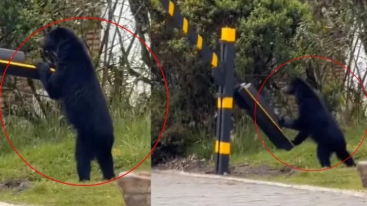 Oso andino. Tomado de X: @ColombiaOscura. El Colombiano.