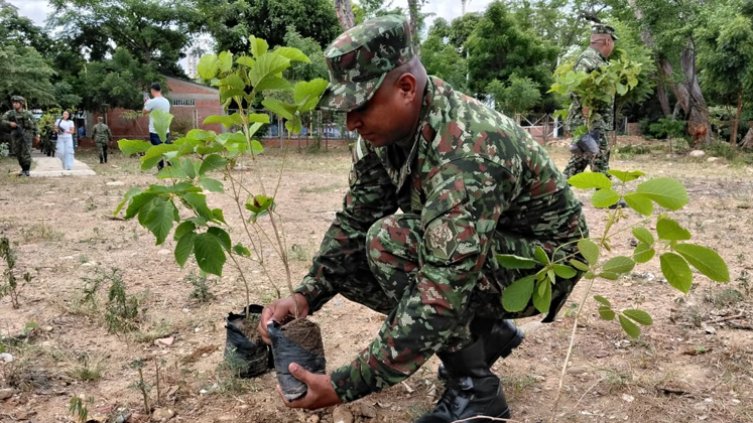 Ejército sembró 200 guayacanes para recuperar la ribera del río Pamplonita