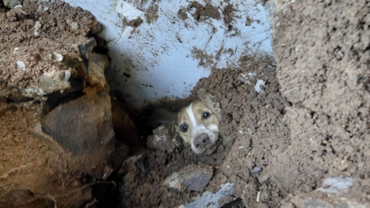 Rescatan 199 animales tras el terremoto en cuatro ciudades del país