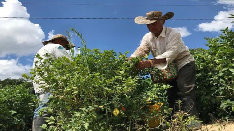  Cultivadores claman al Gobierno nacional un salvavidas con los seguros de cosechas.