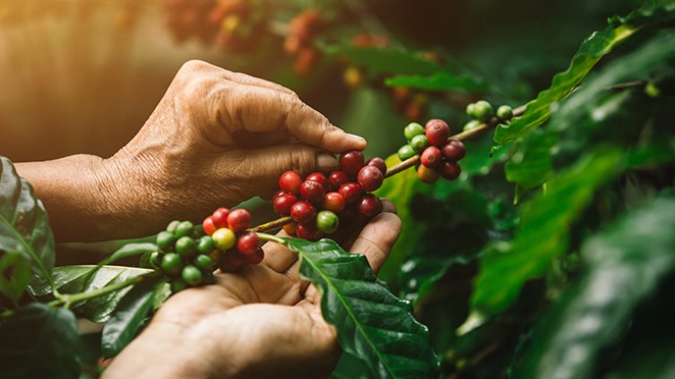 Café de Colombia. / Foto: cortesía