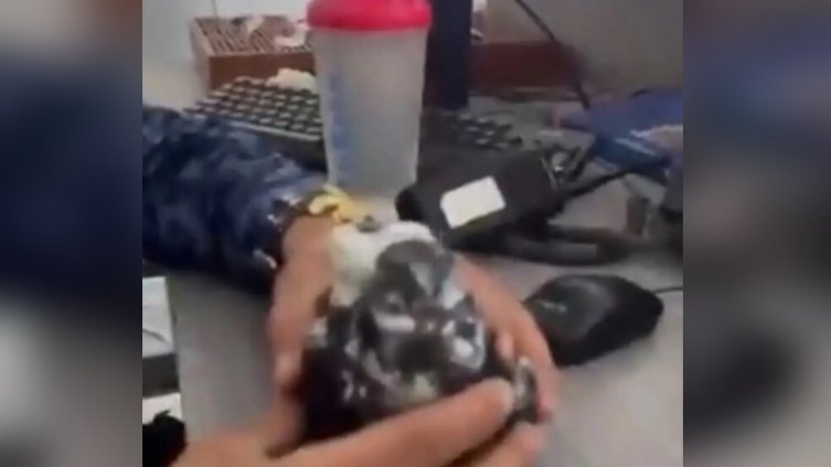 Paloma fue entrenada para llevar dos cargadores a una cárcel de Santander
