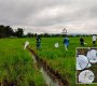 Cultivos de arroz. / Foto Cortesía