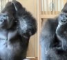 Gorila despechado en Japón. Foto: captura en redes sociales El Colombiano.