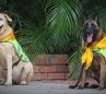 Nika y Estrella perritas policías