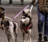 Perros, mascotas. Foto: Colprensa