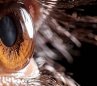 Vision