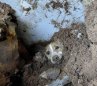 Rescatan 199 animales tras el terremoto en cuatro ciudades del país