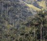 Colombia crea santuario para proteger la mayor población de palma de cera del mundo