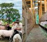 Productores ovinos y caprinos. / Foto: cortesía